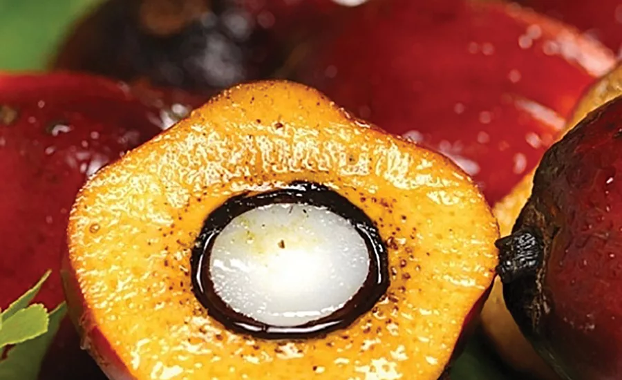 Red palm oil has high content of mixed vitamin E tocotrienols and tocopherols