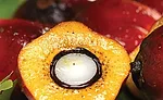 Red palm oil has high content of mixed vitamin E tocotrienols and tocopherols