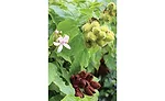 Tocotrienol vitamin E is being recognized for its powerful health benefits