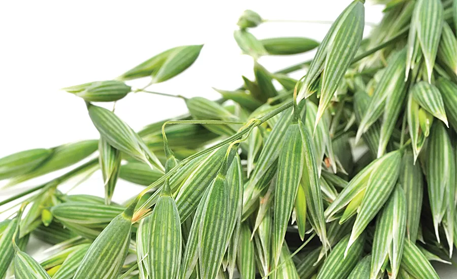 Compounds in green oats (Avena sativa) could improve executive function
