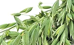 Compounds in green oats (Avena sativa) could improve executive function