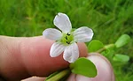 Bacopa monnieri has been used to aid cognition and act as a mild calming agent