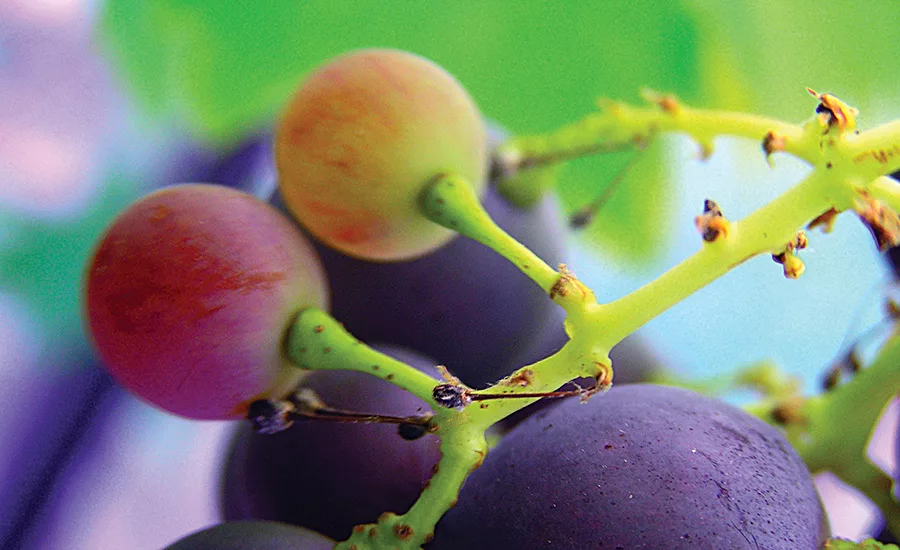 The compound resveratrol from the skin of red grapes shows strong brain health potential
