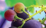 The compound resveratrol from the skin of red grapes shows strong brain health potential