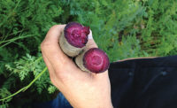 Naturally red and purple carrots have extended the root's use as a colorant source beyond traditional orange and yellow