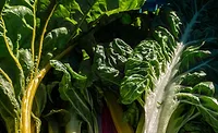 Produce