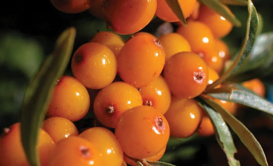 Sea Buckthorn Berries