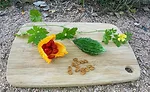 Botanical Ingredients
