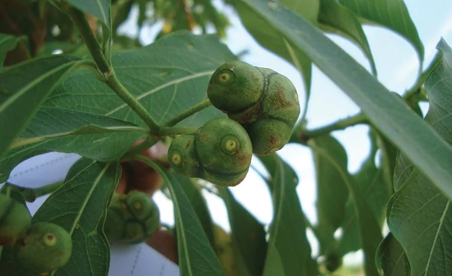Noni fruit is an example of a botanical moving toward the mainstream