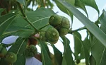 Noni fruit is an example of a botanical moving toward the mainstream