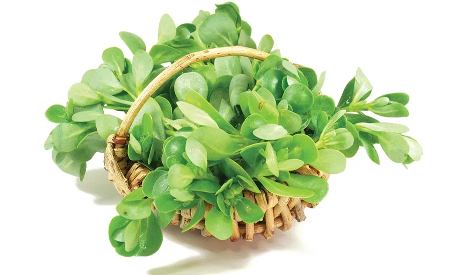 Purslane, a salad staple in Europe, is believed to help regulate blood sugar