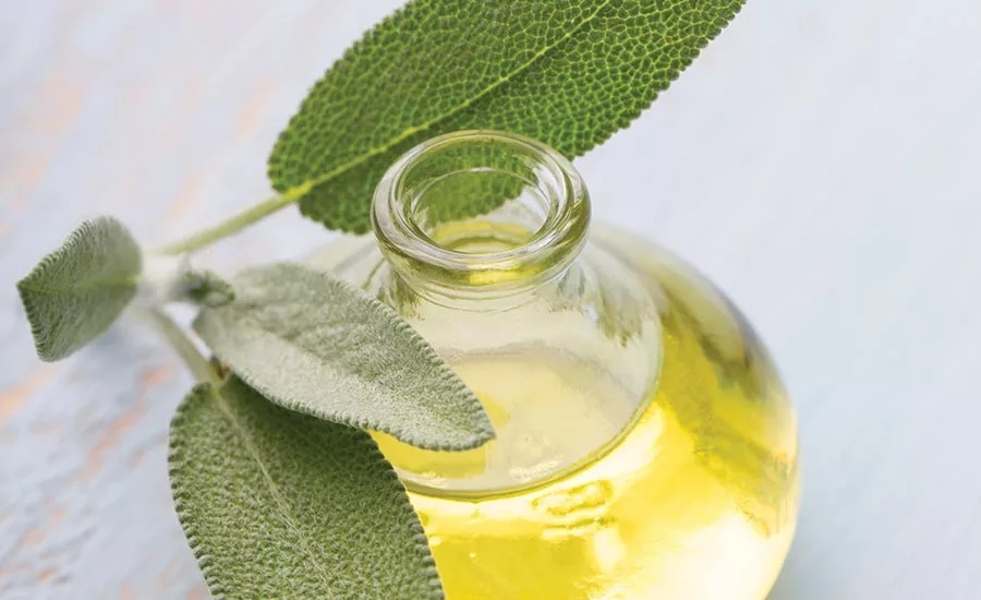 Common herbs and spices, such as sage, have nutraceutical benefits
