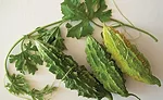 Bitter Melon (Momordica charantia)