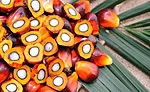 Culinologists and nutritionists are embracing truly sustainable palm oil, especially red palm oil