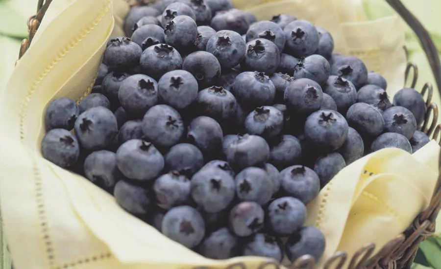 Diets associated with lower cancer risk are rich in antioxidants, found in dark purple and red fruits