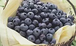 Diets associated with lower cancer risk are rich in antioxidants, found in dark purple and red fruits