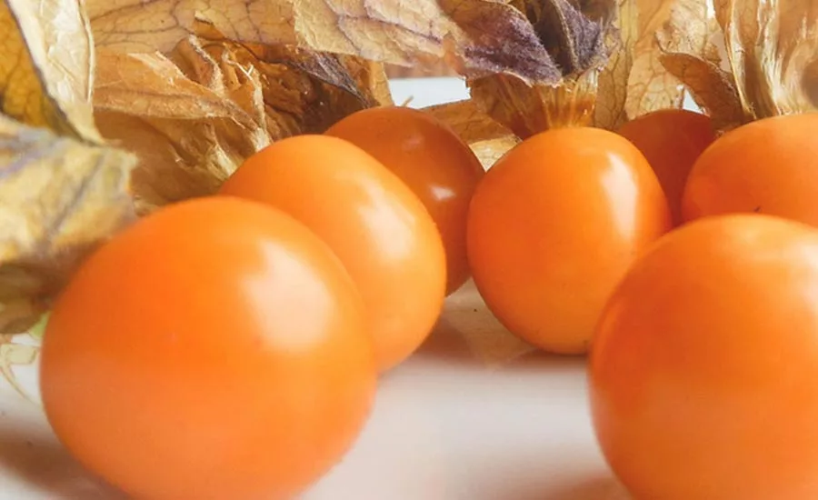The South American pichuberry is a new favorite for jams, fruit sauces, and snacks