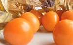 The South American pichuberry is a new favorite for jams, fruit sauces, and snacks