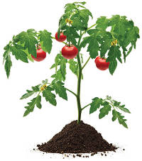 Locus Agricultural Solutions Tomato Plant