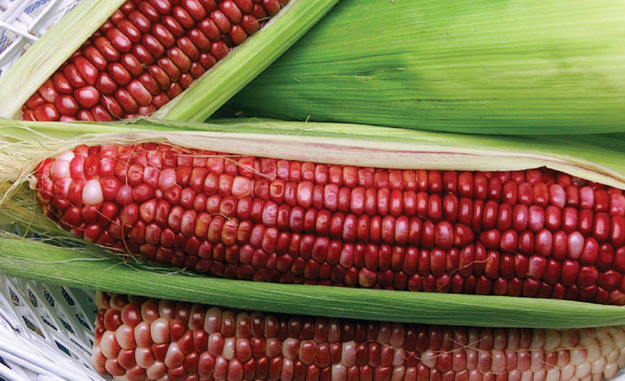 Red Colored Corn
