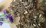 Maitake Mushrooms