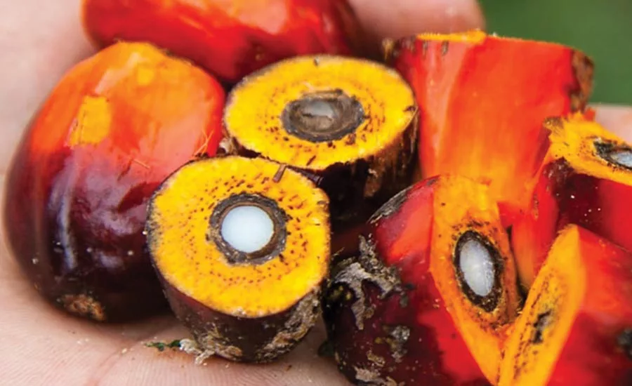 Palm Fruit