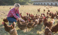 Woman Petting Flock of Chickens