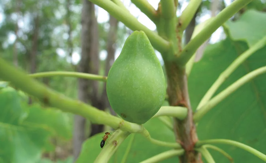 Kakadu Plum
