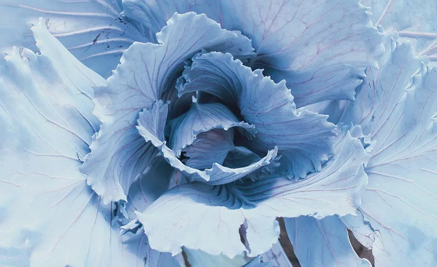 Purple Kale