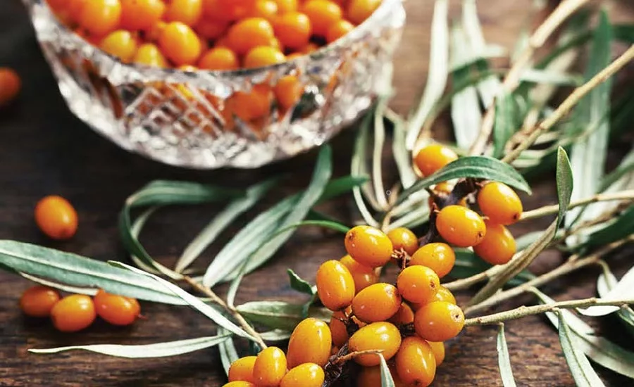 Sea Buckthorn Berries
