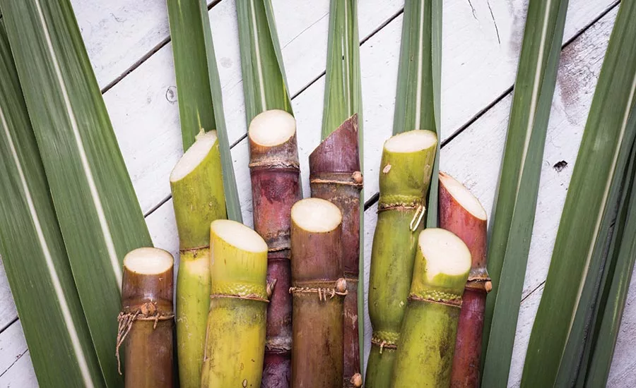 Sugar Cane
