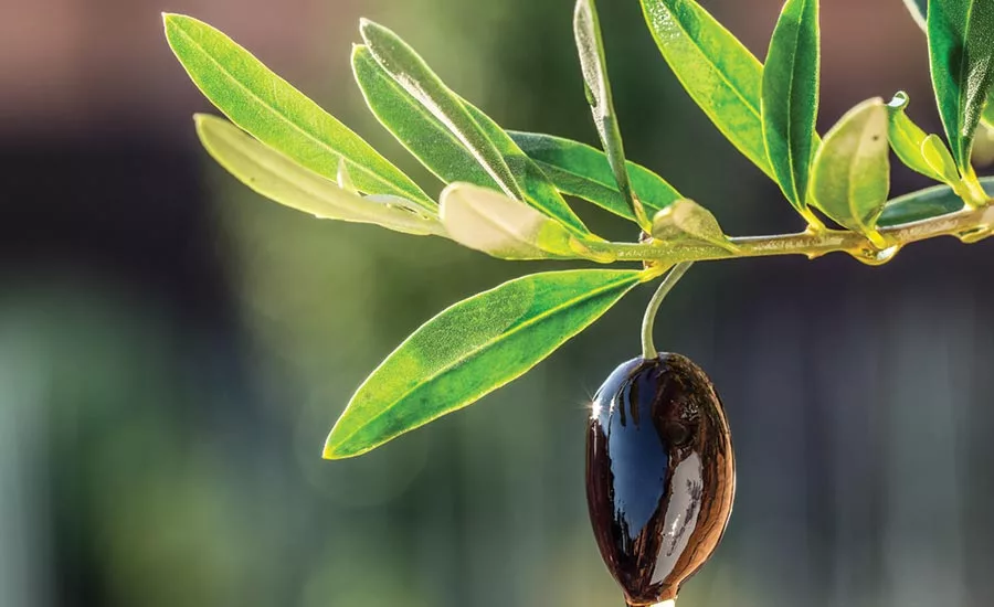 Frutarom-Health-NutraT