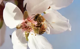 Honeybee on Flower