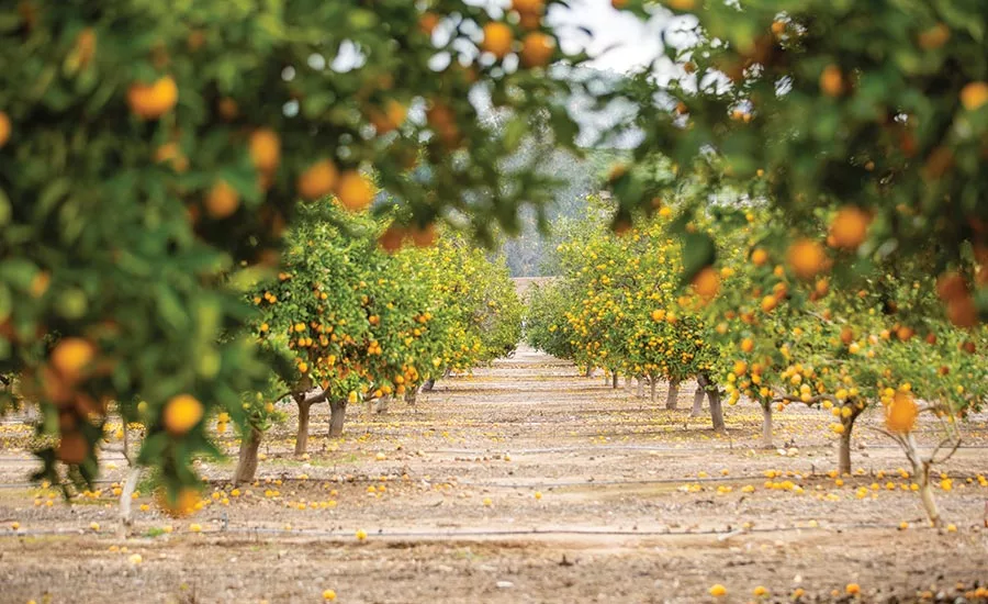 Citrus Grove
