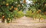 Citrus Grove
