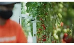 AppHarvest Vertical, Indoor Tomato Farm