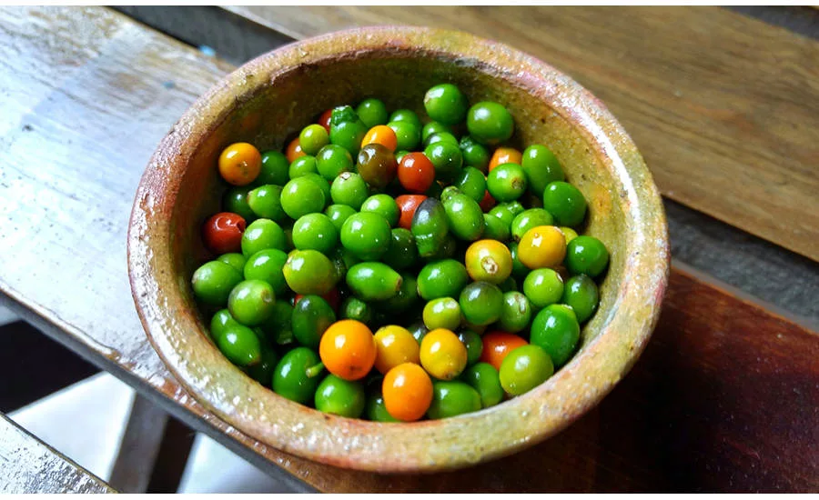 Bowl of Chiltepin Peppers
