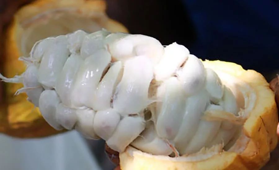 Cocoa Fruit Pulp