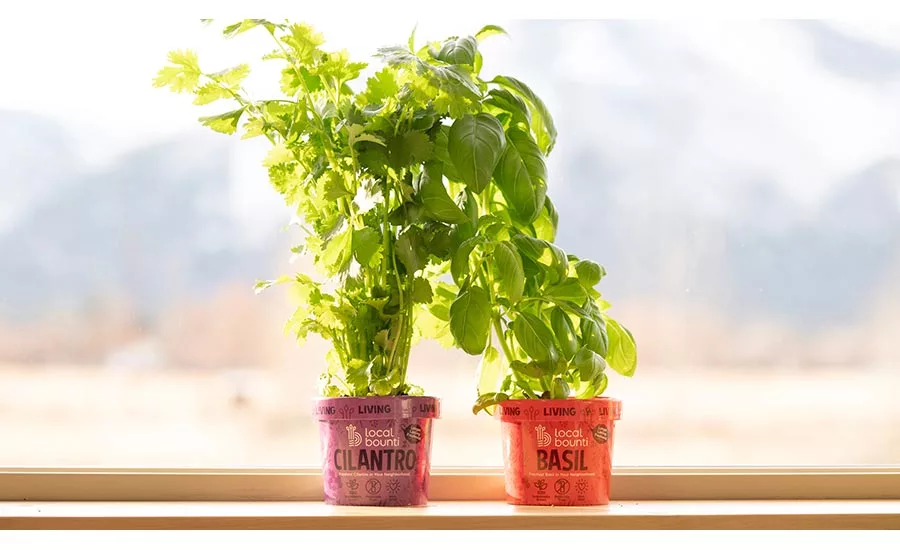 Eco-Friendly Herb Potted Planters