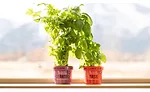 Eco-Friendly Herb Potted Planters