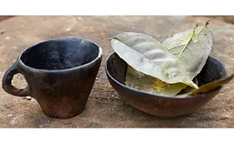 Guayusa Tea