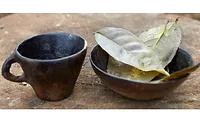 Guayusa Tea
