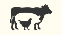 Outline of Chicken, Pig, and Cow