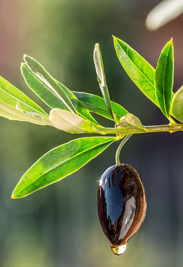 Olive Fruit on Leaf