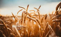 Wheat tops in sunlight