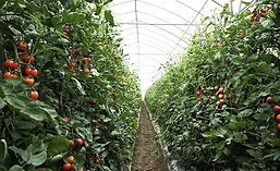 Organic greenhouse