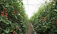 Organic greenhouse