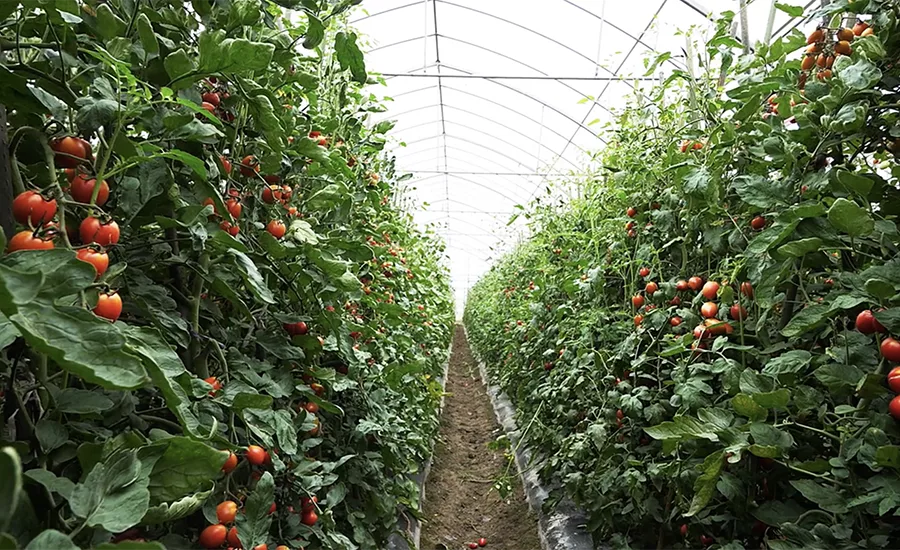 Organic greenhouse