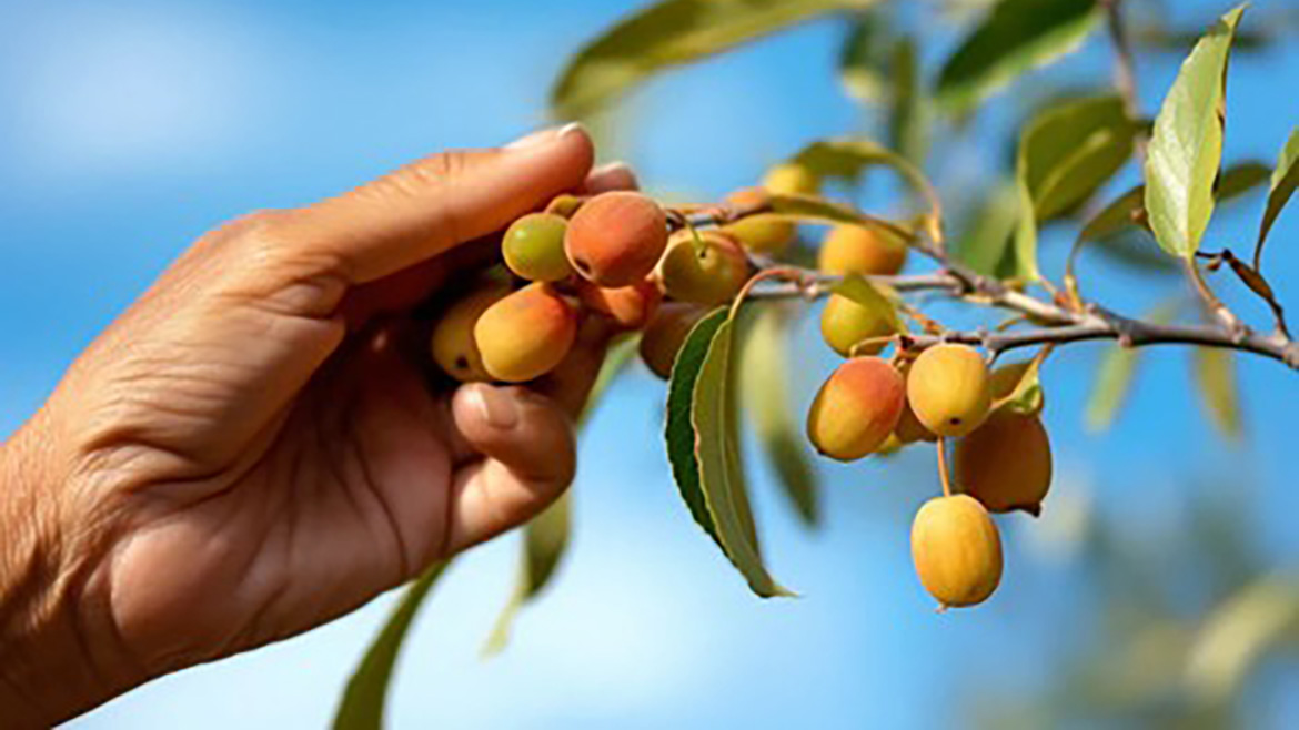 A hand pulling at a bunch of Kakadu plums on the tree.