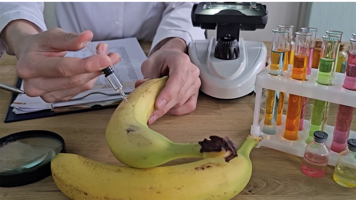 A scientist injects a banana with a syringe.  A microscipe and various test tubes are also on the desk.
